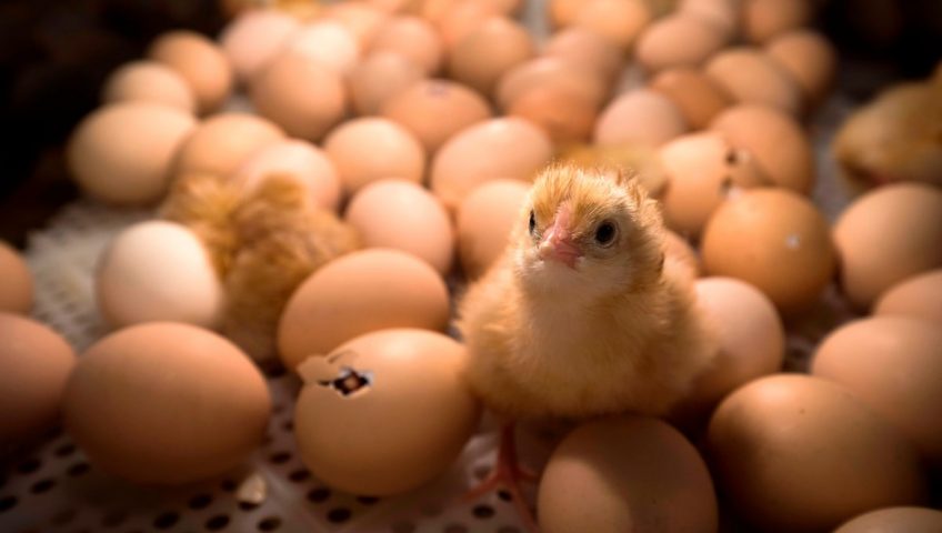 https://shp.aradbranding.com/خرید تخم مرغ محلی نطفه دار + قیمت فروش استثنایی