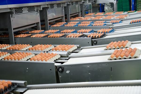 https://shp.aradbranding.com/قیمت دستگاه سورت تخم مرغ با کیفیت ارزان + خرید عمده