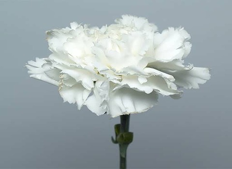 https://shp.aradbranding.com/قیمت خرید گل میخک سفید عمده به صرفه و ارزان