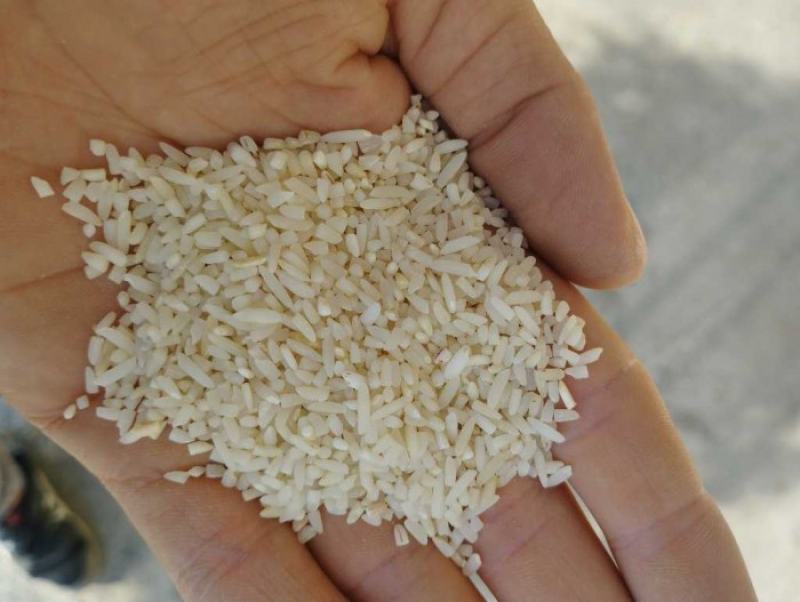 خرید و قیمت برنج سرلاشه معطر + فروش صادراتی