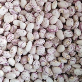 قیمت خرید لوبیا چیتی تازه عمده به صرفه و ارزان