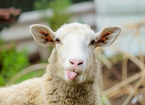 خرید گوسفند زنده خاوران + قیمت فروش استثنایی