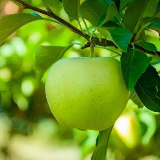 قیمت خرید سیب درختی سبز عمده به صرفه و ارزان