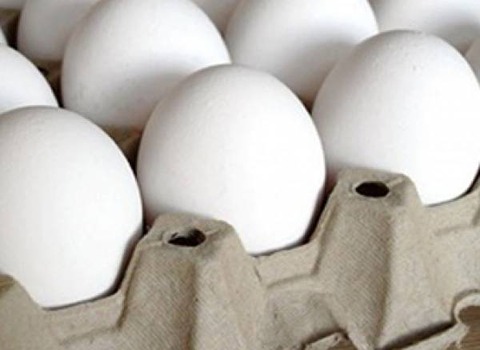 خرید و فروش تخم مرغ صادراتی قزوین با شرایط فوق العاده