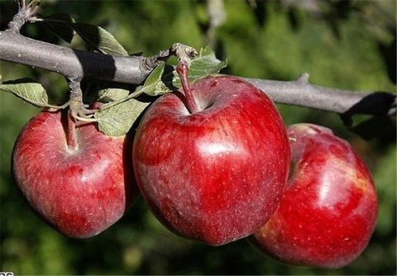 قیمت سیب درختی سمیرم + خرید باور نکردنی