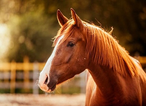 خرید و فروش اسب اصیل عرب با شرایط فوق العاده