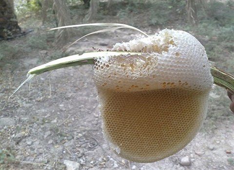 https://shp.aradbranding.com/قیمت عسل طبیعی درختی + خرید باور نکردنی