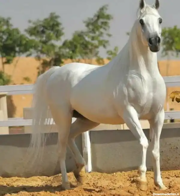 خرید و فروش اسب ترکمن سفید با شرایط فوق العاده