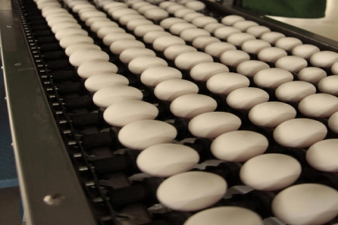 خرید و فروش دستگاه جمع آوری تخم مرغ با شرایط فوق العاده