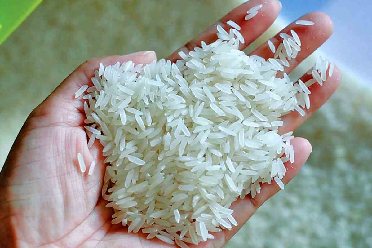 خرید برنج محلی شیراز + قیمت فروش استثنایی