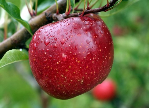 https://shp.aradbranding.com/قیمت سیب قرمز صادراتی + خرید باور نکردنی