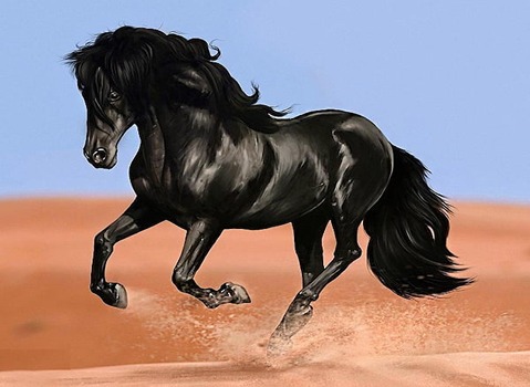 خرید و فروش اسب ایرانی ترکمن با شرایط فوق العاده