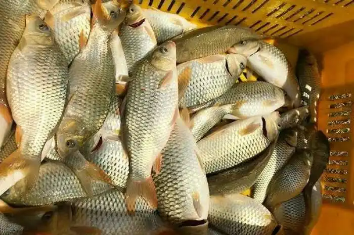 https://shp.aradbranding.com/قیمت خرید ماهی کپور پرورشی با فروش عمده