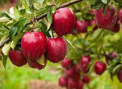 فروش سیب درختی قرمز + قیمت خرید به صرفه