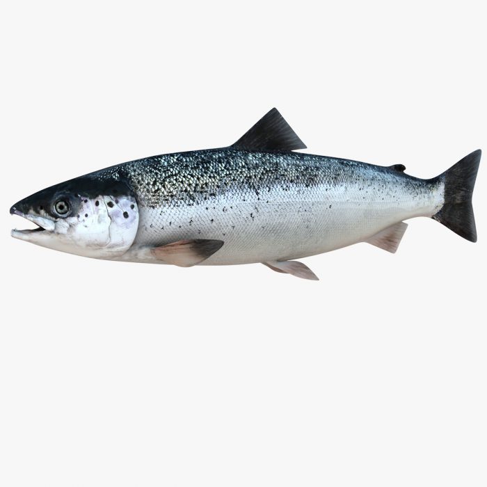 https://shp.aradbranding.com/قیمت ماهی سالمون نروژی + خرید باور نکردنی