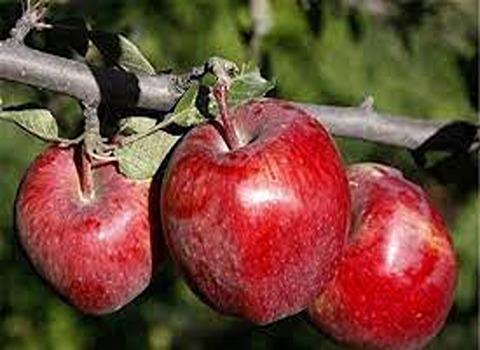 خرید و فروش سیب درختی ارومیه با شرایط فوق العاده