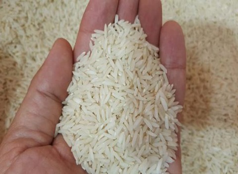 خرید برنج شمال ایران + قیمت فروش استثنایی