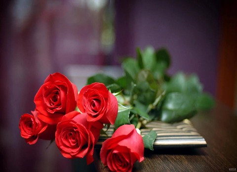 خرید گل محمدی قرمز + قیمت فروش استثنایی