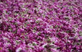 فروش گل گاو زبان ایرانی اعلا عمده + قیمت خرید به صرفه
