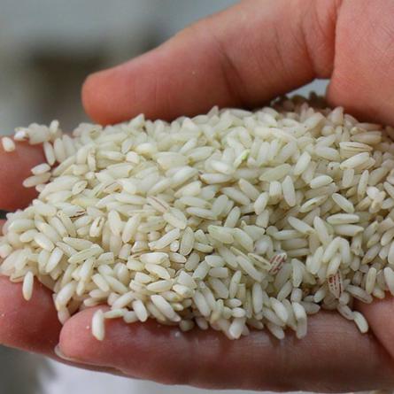 قیمت خرید برنج عنبر بو طارم هاشمی + فروش ویژه