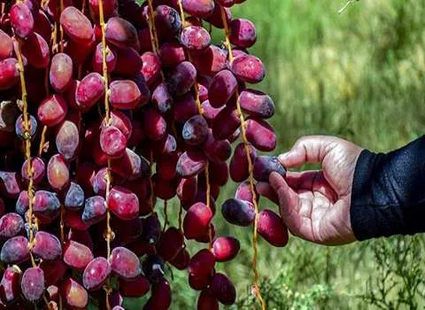 خرید و قیمت خرما مضافتی خوشه ای + فروش صادراتی