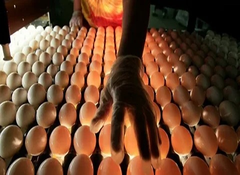 خرید دستگاه کندلینگ تخم مرغ + قیمت فروش استثنایی