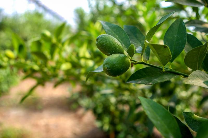 https://shp.aradbranding.com/خرید و فروش لیمو ترش گلخانه ای با شرایط فوق العاده