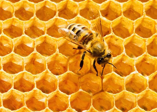 https://shp.aradbranding.com/قیمت عسل شهد گل خوانسار  با کیفیت ارزان + خرید عمده