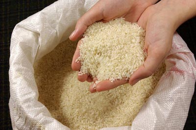 قیمت خرید برنج شیرودی فریدونکنار + فروش ویژه