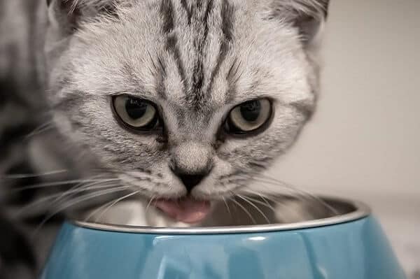 https://shp.aradbranding.com/قیمت خرید غذای خشک گربه سلبن عمده به صرفه و ارزان