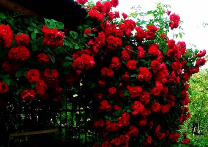 فروش گل رز رونده در گلدان + قیمت خرید به صرفه