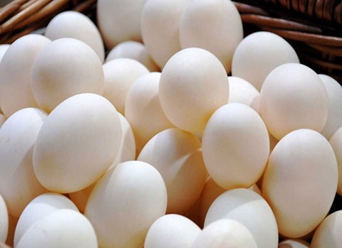 خرید و فروش تخم مرغ ماشینی با شرایط فوق العاده