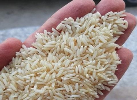 قیمت برنج هاشمی گیلان درجه یک + خرید باور نکردنی