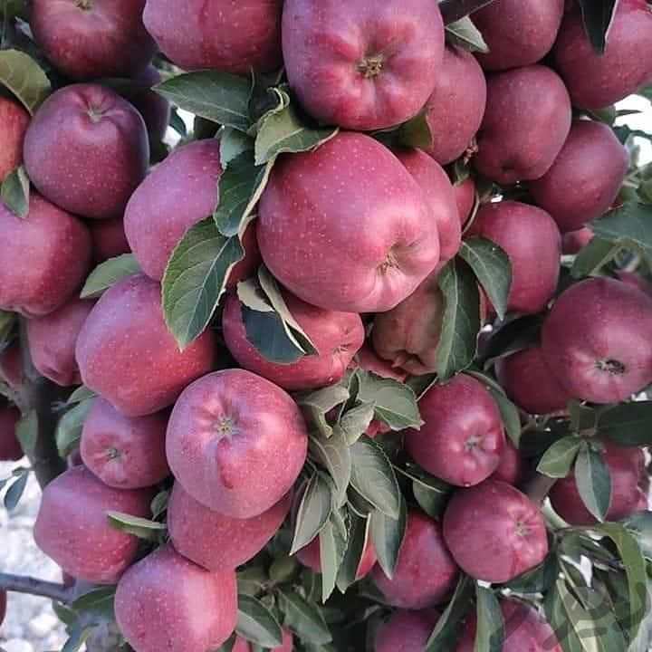 فروش سیب رد دلشیز + قیمت خرید به صرفه