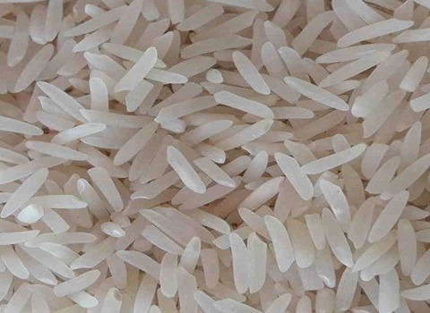قیمت برنج فجر گرگان + خرید باور نکردنی