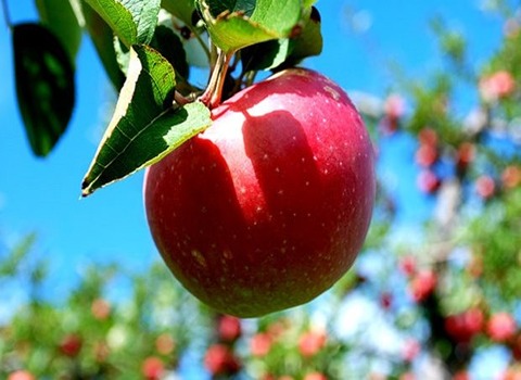 فروش سیب درختی ایران + قیمت خرید به صرفه