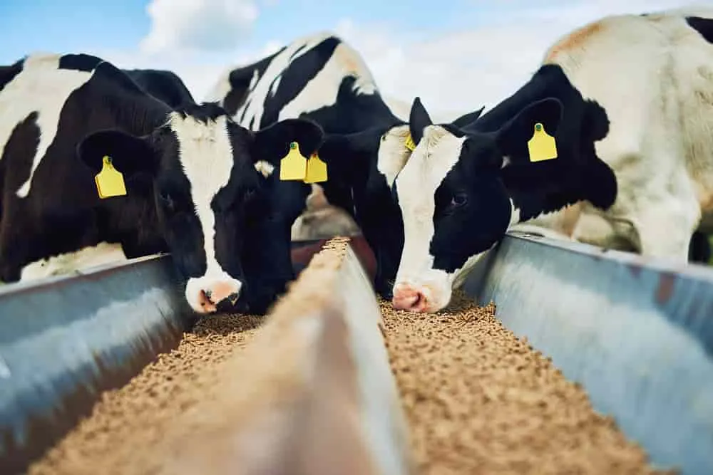 قیمت بهترین خوراک برای افزایش شیر گاو با کیفیت ارزان + خرید عمده