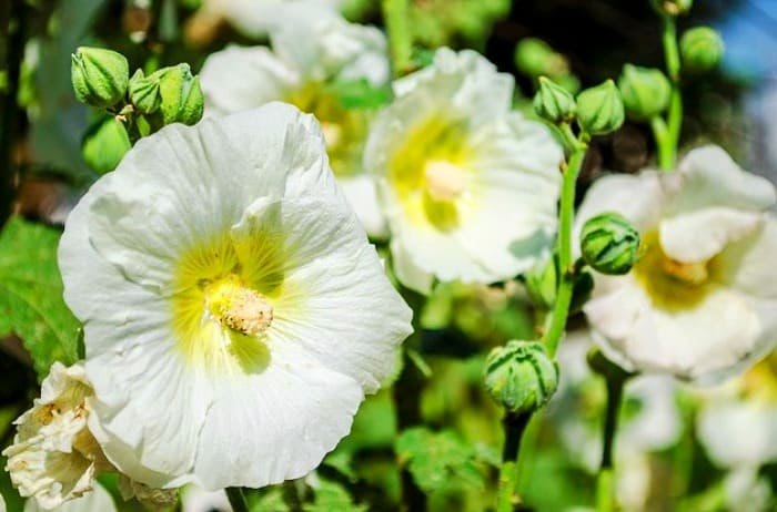 https://shp.aradbranding.com/فروش گیاه گل ختمی سفید + قیمت خرید به صرفه