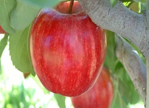 https://shp.aradbranding.com/خرید و فروش سیب پاکوتاه گالا با شرایط فوق العاده