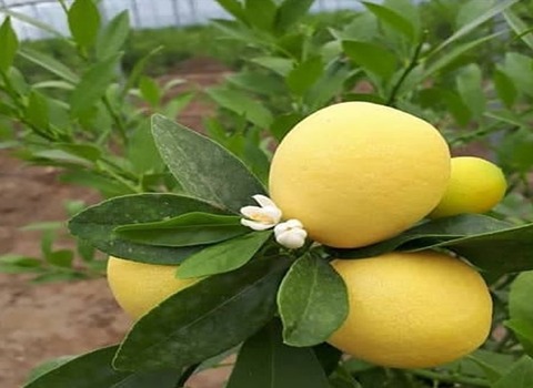 https://shp.aradbranding.com/قیمت خرید لیمو ترش چهار فصل گلخانه ای + فروش ویژه