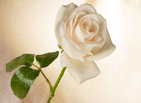 خرید گل محمدی سفید + قیمت فروش استثنایی