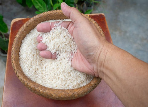 قیمت خرید برنج فجر کشت دوم + فروش ویژه