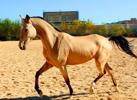 خرید اسب ترکمن سمند + قیمت فروش استثنایی