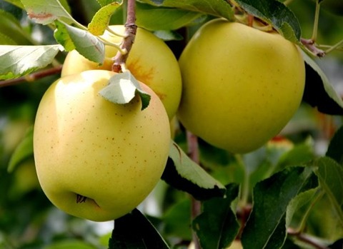 https://shp.aradbranding.com/خرید و قیمت سیب درشت گلدن دلشیز + فروش عمده
