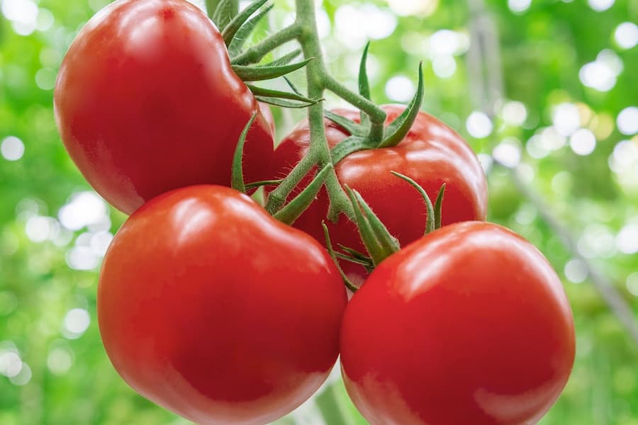 خرید و فروش گوجه گلخانه ای صادراتی با شرایط فوق العاده