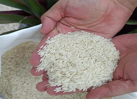 قیمت خرید برنج محلی یاسوج + فروش ویژه