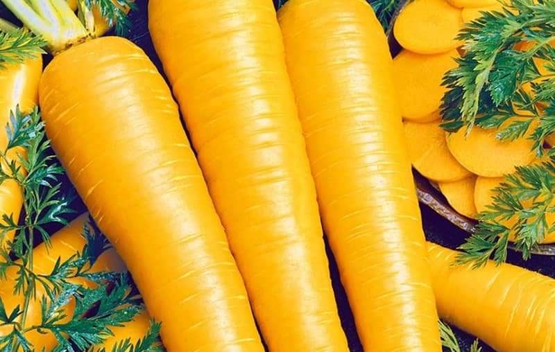 قیمت خرید هویج زرد ایرانی عمده به صرفه و ارزان