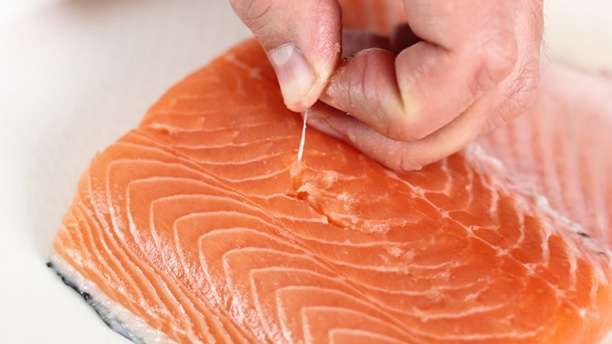 قیمت خرید ماهی سالمون اصل عمده به صرفه و ارزان
