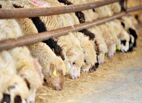 خرید و قیمت مکمل رشد گوسفند + فروش صادراتی
