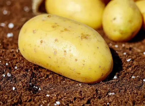 https://shp.aradbranding.com/خرید و قیمت سیب زمینی بذری رانومی + فروش عمده